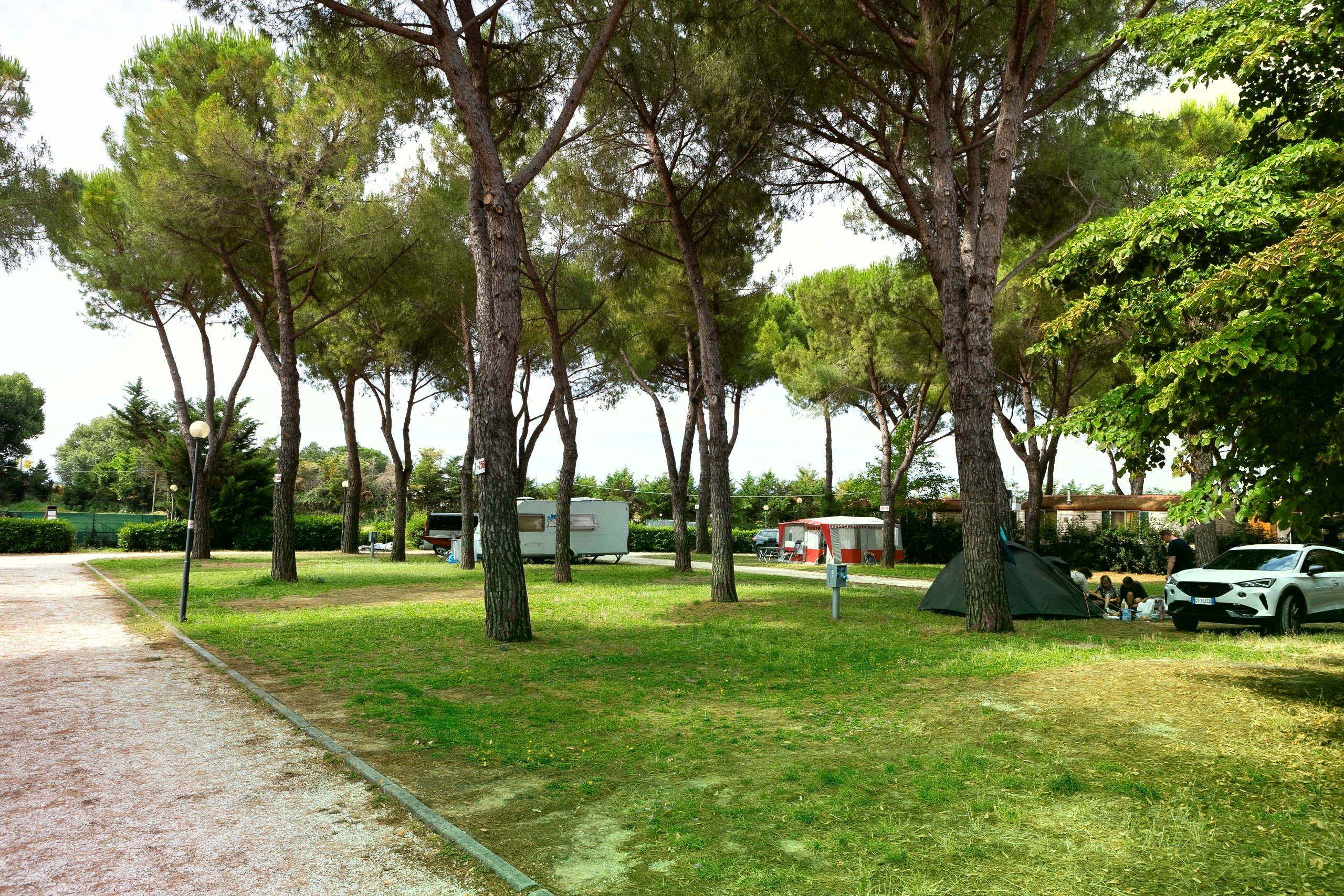 Il prato tra i pini del villaggio in primavera (immagine elaborata digitalmente da una foto del villaggio)