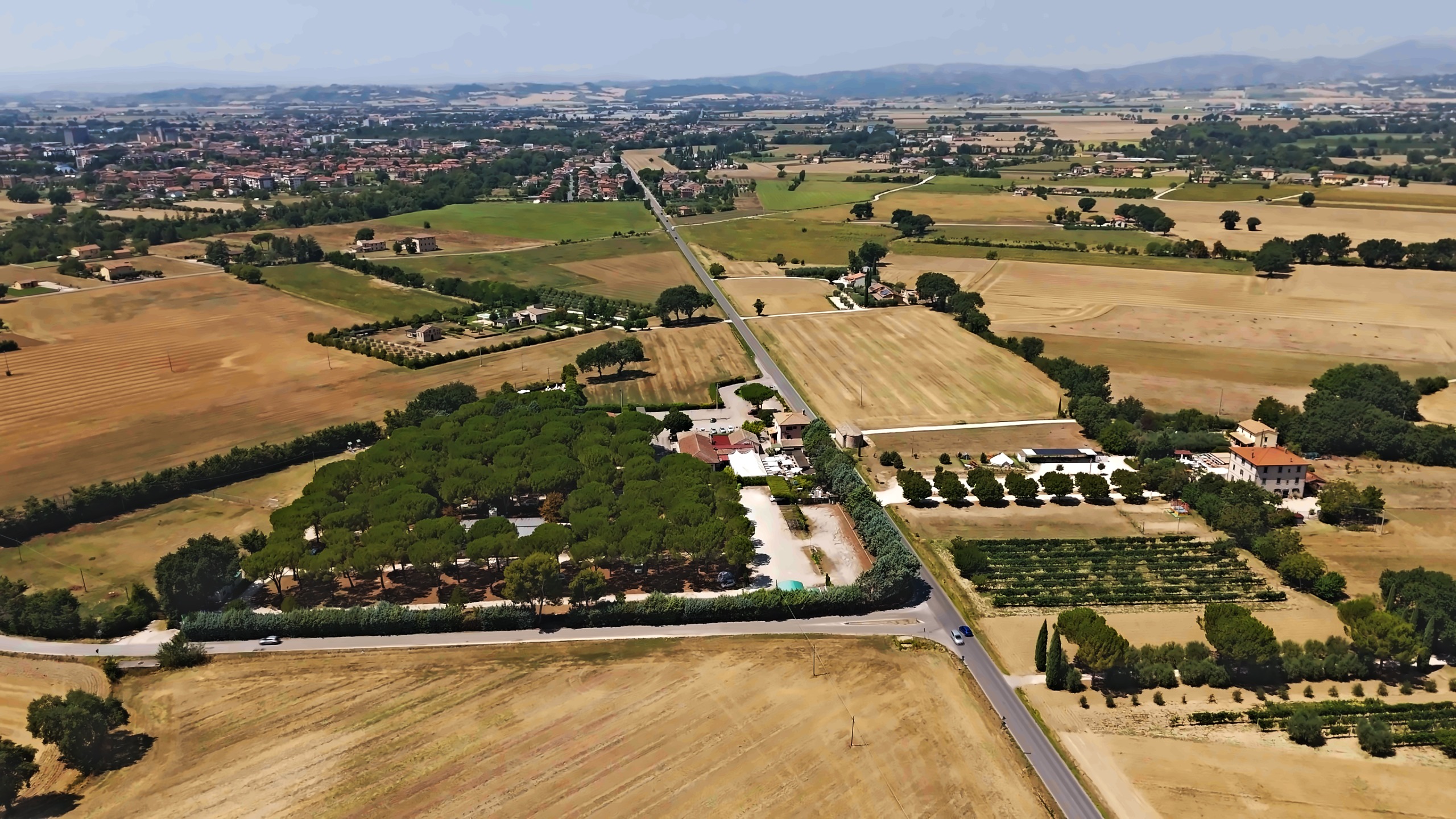 La pineta del villaggio tra i campi d’estate, vista dal drone